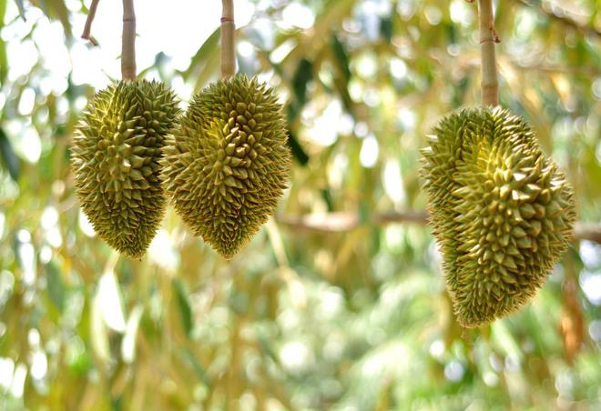榴莲真的是水果之王吗？揭开一段榴莲在欧洲的“炒作”史(图17)
