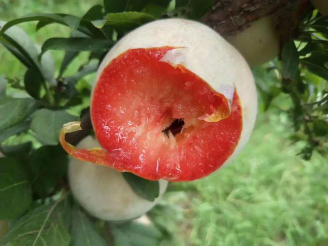 21世纪水果骄子“杂交杏李”