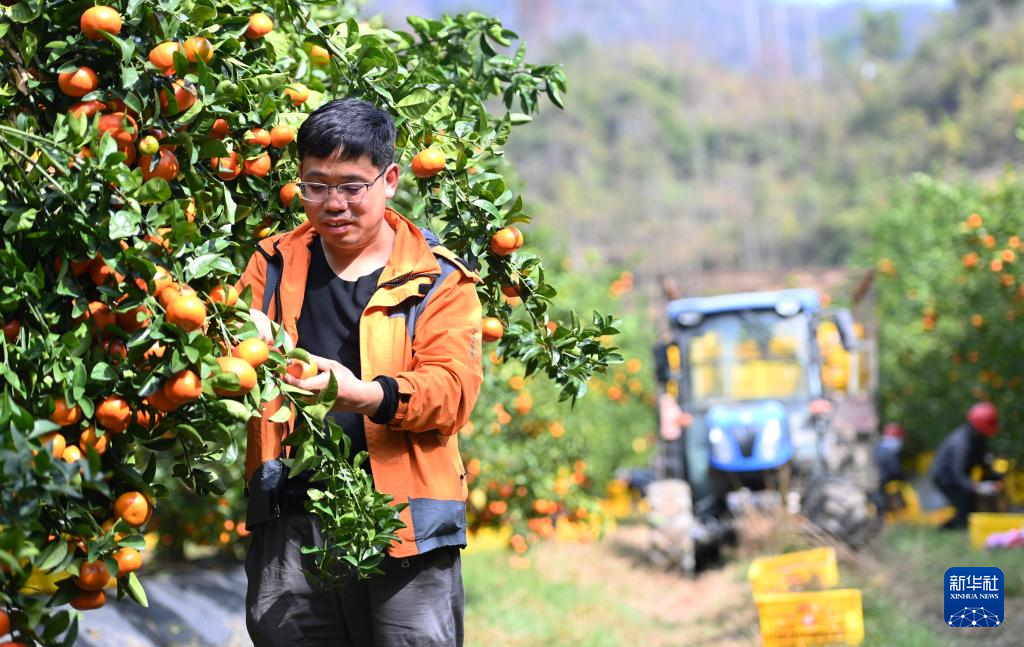 贵州罗甸：鲜果上市