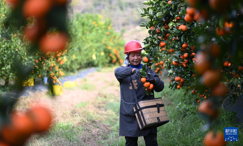 贵州罗甸：鲜果上市(图2)