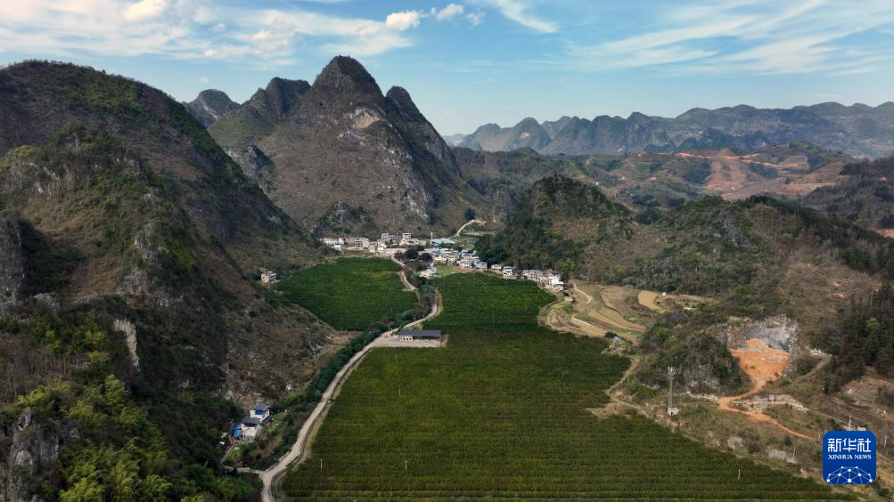 贵州罗甸：鲜果上市(图5)