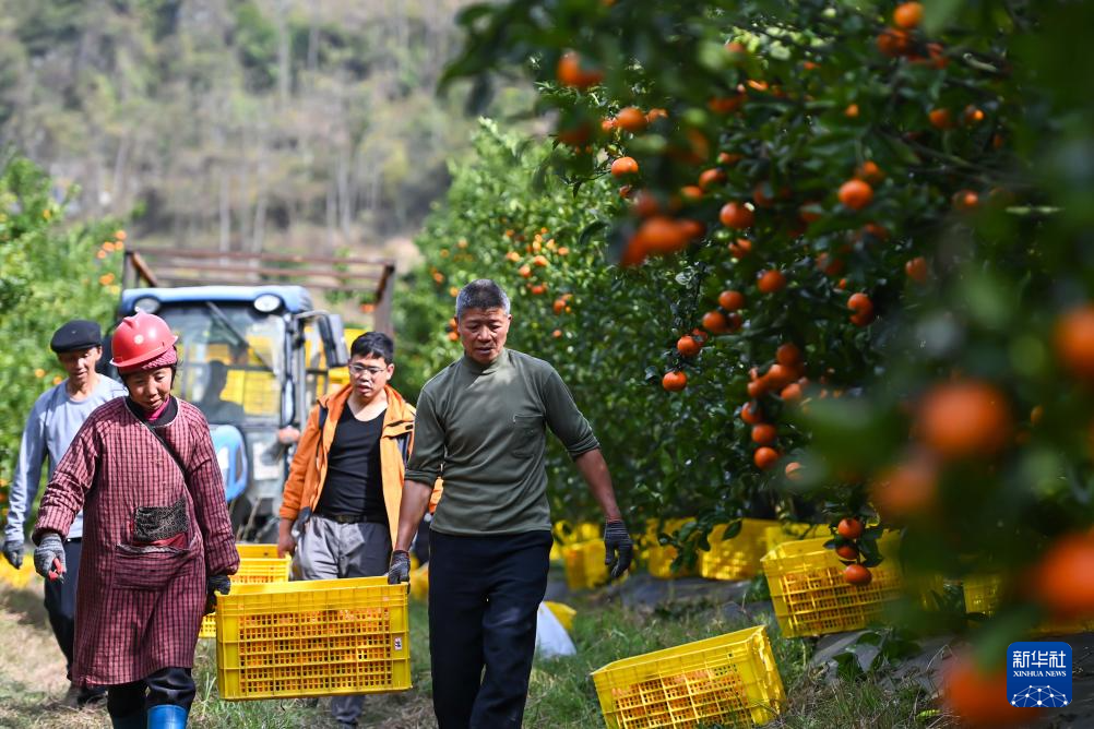 贵州罗甸：鲜果上市(图6)
