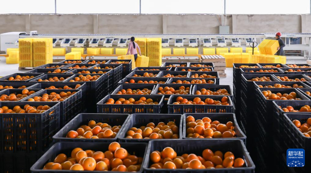 贵州罗甸：鲜果上市(图8)