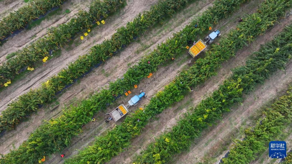 贵州罗甸：鲜果上市(图7)