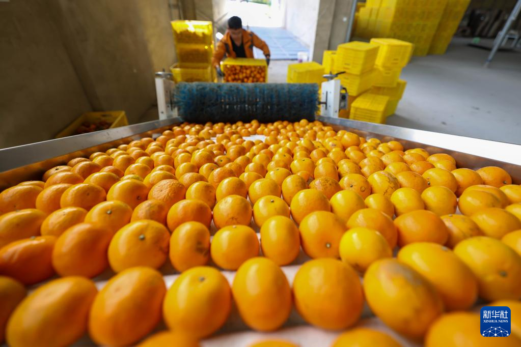 贵州罗甸：鲜果上市(图9)