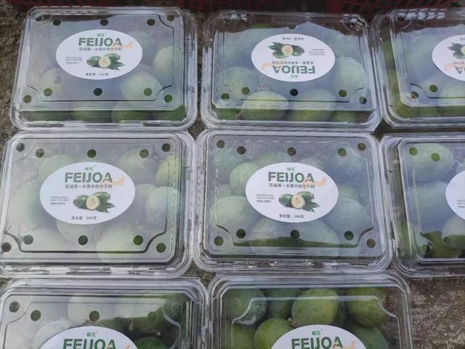 “在新西兰吃不完在中国吃不起！”这种水果让新西兰人上头(图11)