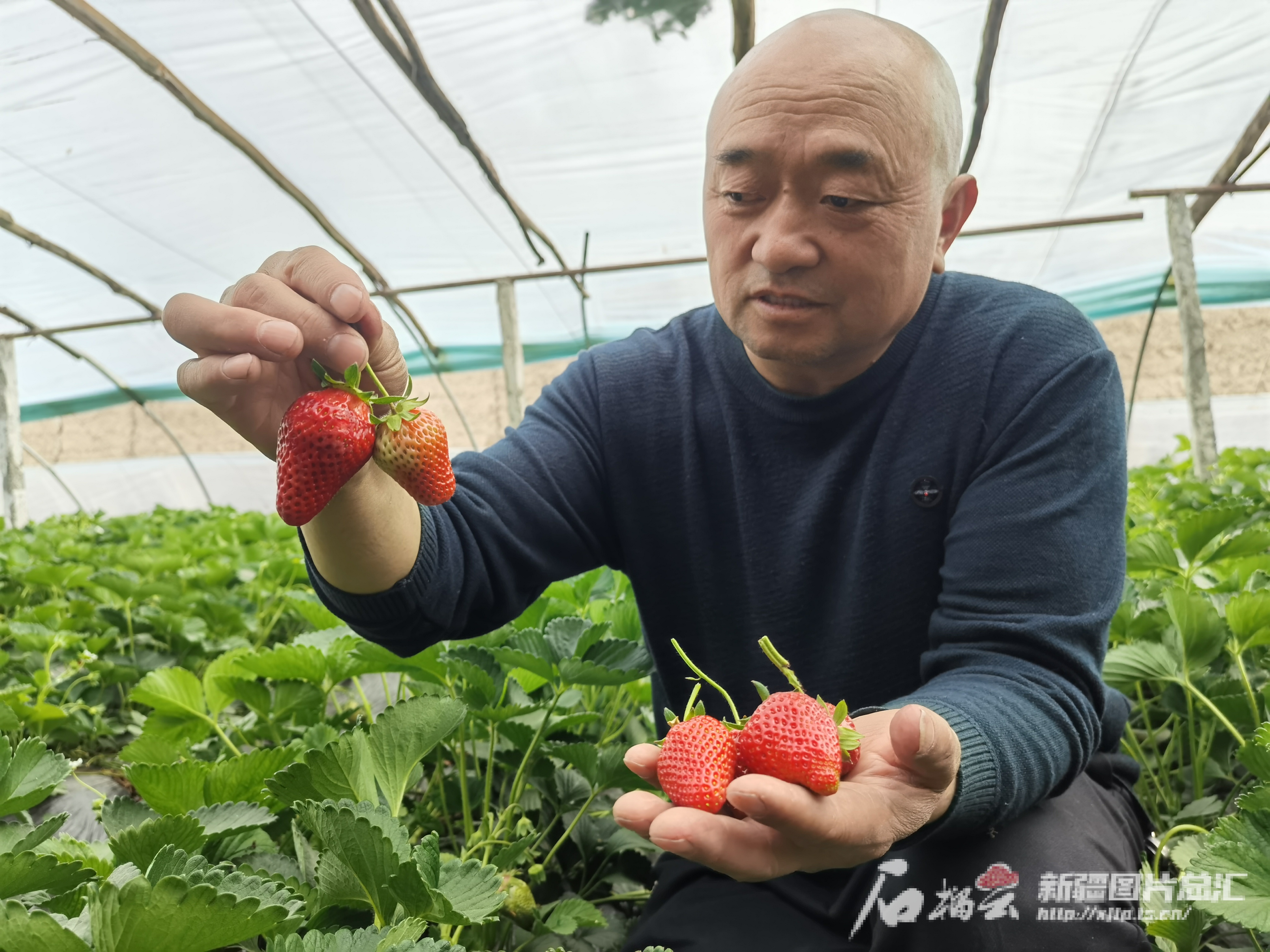 春季瓜果“抢鲜”亮相 新疆的甜蜜来啦(图3)