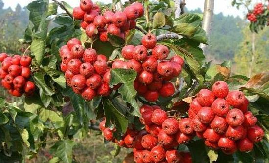 医生提醒：胃不好的人老吃3种水果还会加重病情要注意(图4)