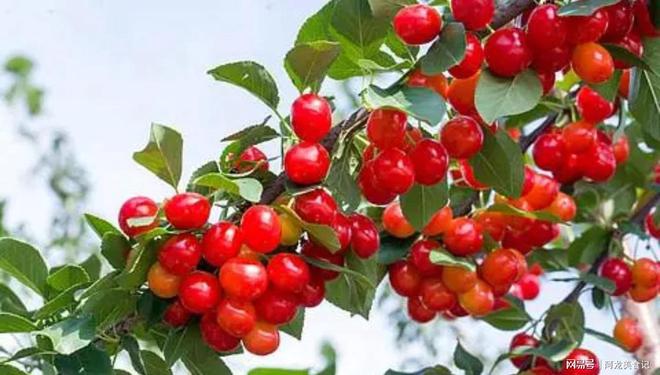 春季提醒：这5种“催熟”水果要少买激素多不好吃馋也要忍