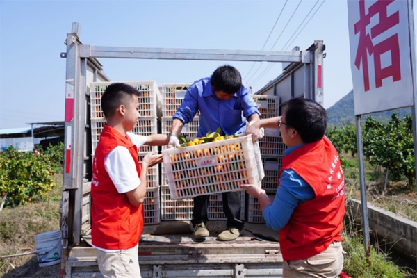 广西钟山：砂糖桔丰收 甜透农民心(图3)