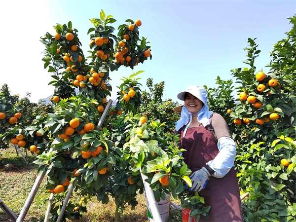 广西钟山：砂糖桔丰收 甜透农民心(图2)