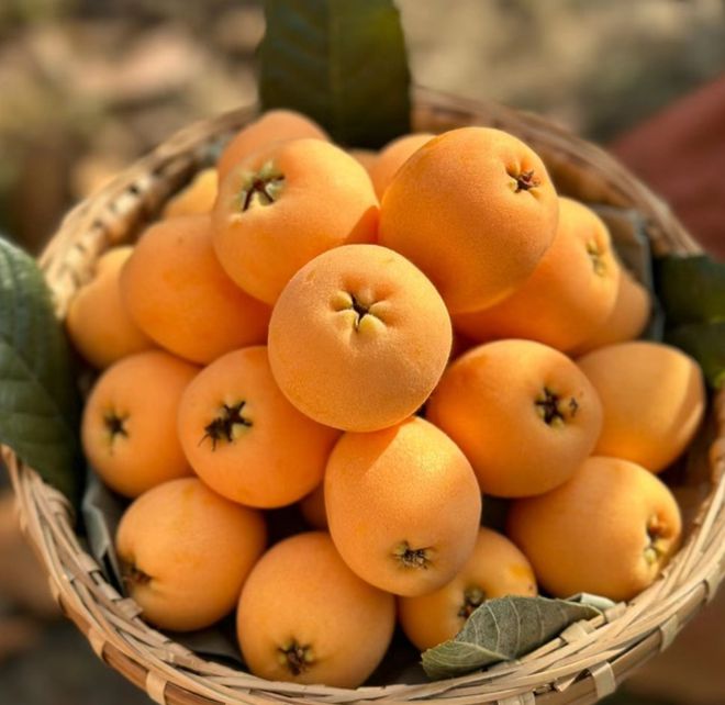 水果界新宠！川滇高原“蓝胖子”九分甜一分酸颗颗爆浆；攀枝花米易“黄金果”新鲜下树清爽润喉(图7)