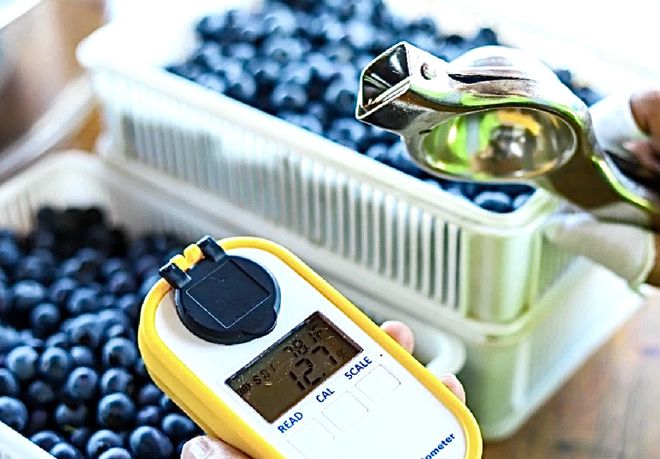 水果界新宠！川滇高原“蓝胖子”九分甜一分酸颗颗爆浆；攀枝花米易“黄金果”新鲜下树清爽润喉(图3)