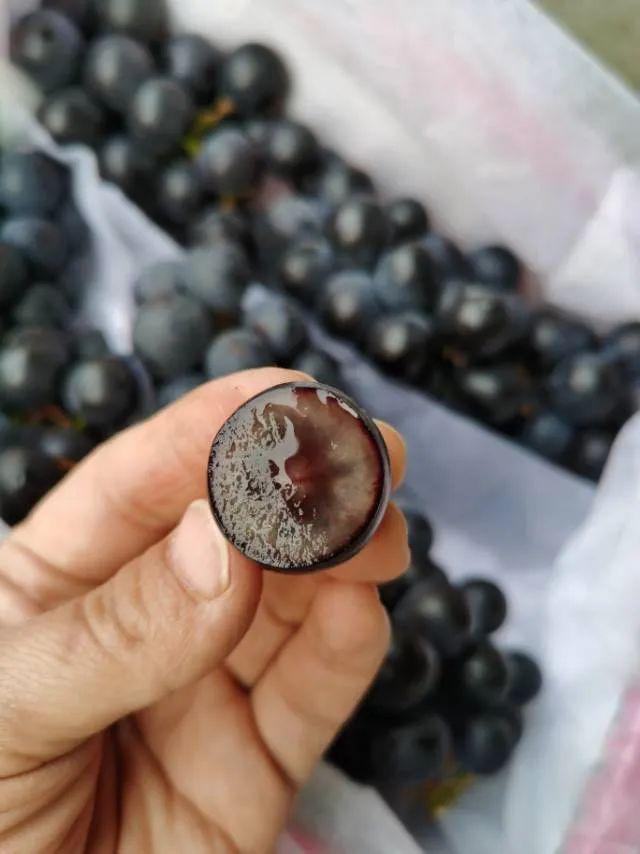 【清爽无比】库存不多！这次的水果小黄瓜99元箱(图7)