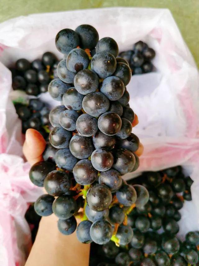 【清爽无比】库存不多！这次的水果小黄瓜99元箱(图6)