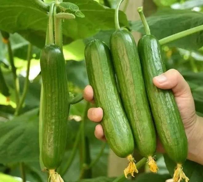 【清爽无比】库存不多！这次的水果小黄瓜99元箱