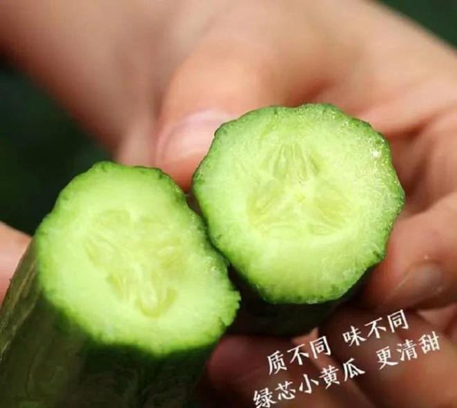【清爽无比】库存不多！这次的水果小黄瓜99元箱(图2)