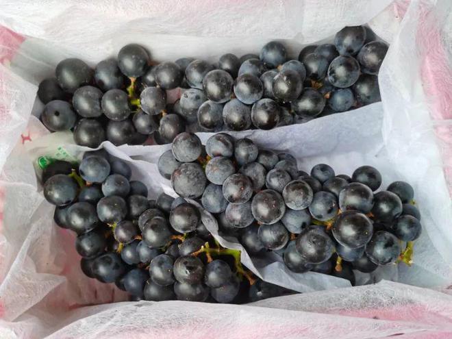 【清爽无比】库存不多！这次的水果小黄瓜99元箱(图8)