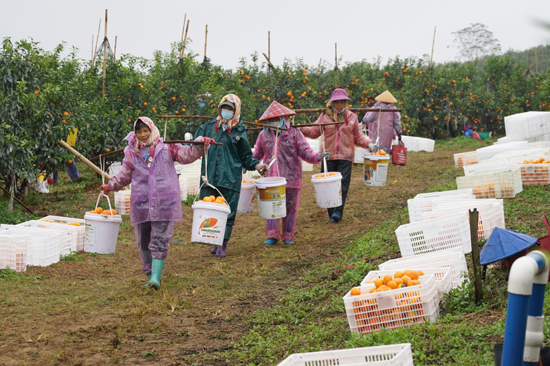 南宁市江南区水果出口持续 “热辣滚烫”(图2)