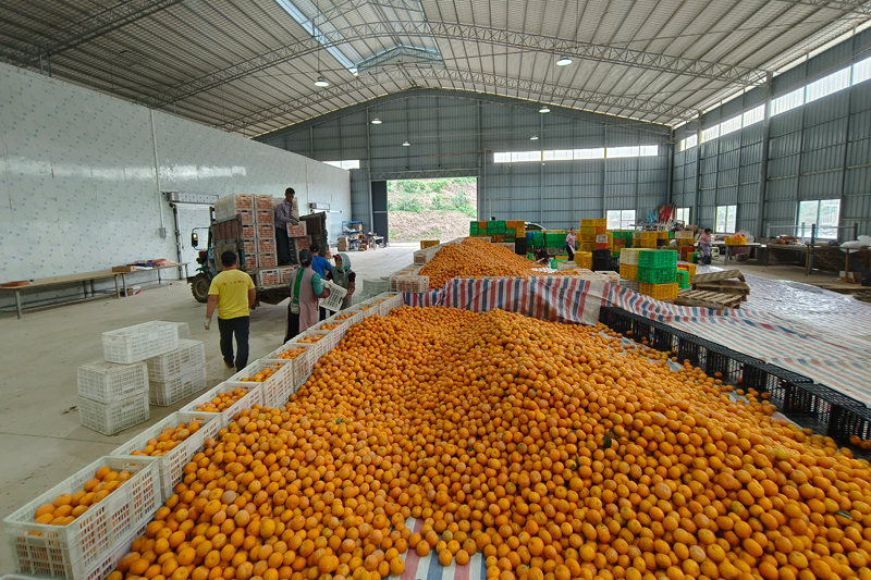 南宁市江南区水果出口持续 “热辣滚烫”(图3)