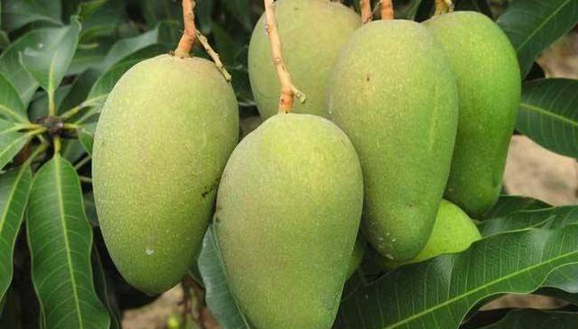 又到新鲜水果大量上市的季节不过买这几种水果可要买没熟透的