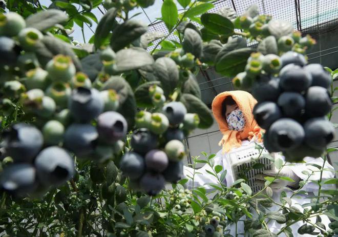 水果界“新宠”别说你还没吃过！(图2)