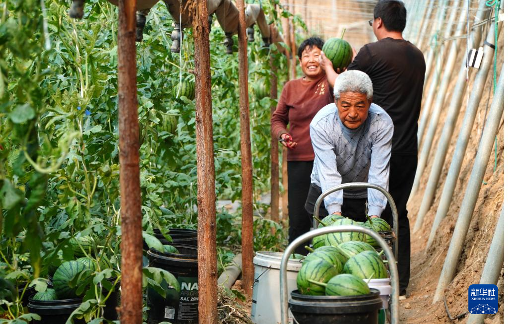 山东潍坊：西瓜收获销售忙(图4)