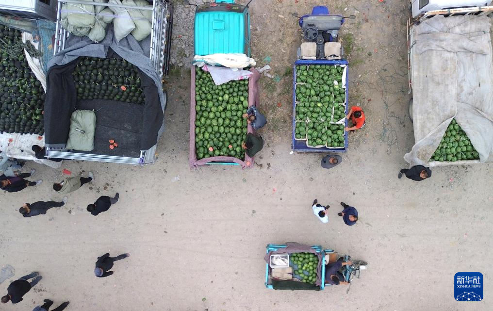 山东潍坊：西瓜收获销售忙