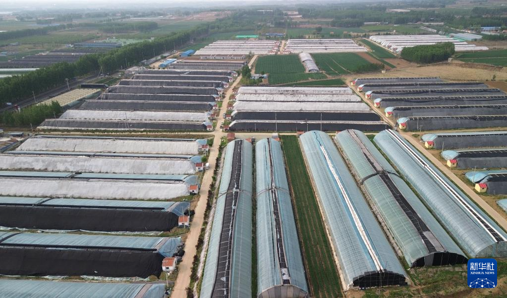 山东潍坊：西瓜收获销售忙(图2)