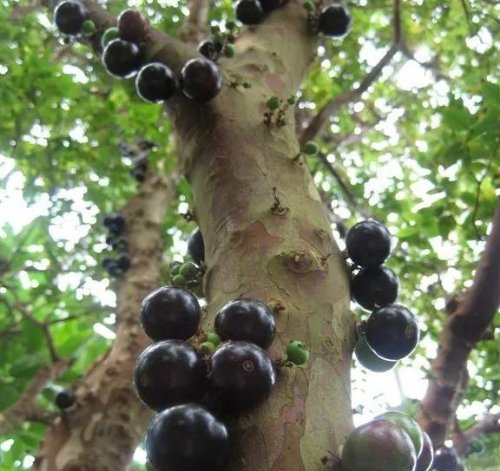 这些人工合成水果又出来骗人了 高价“新奇果”实为冒牌货(图3)