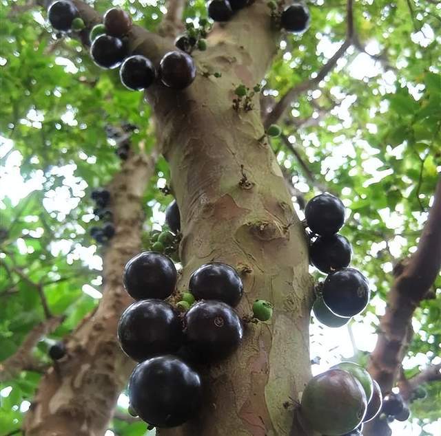 五一假期将近旅游景点小心这些天价“假水果”陷阱！(图6)