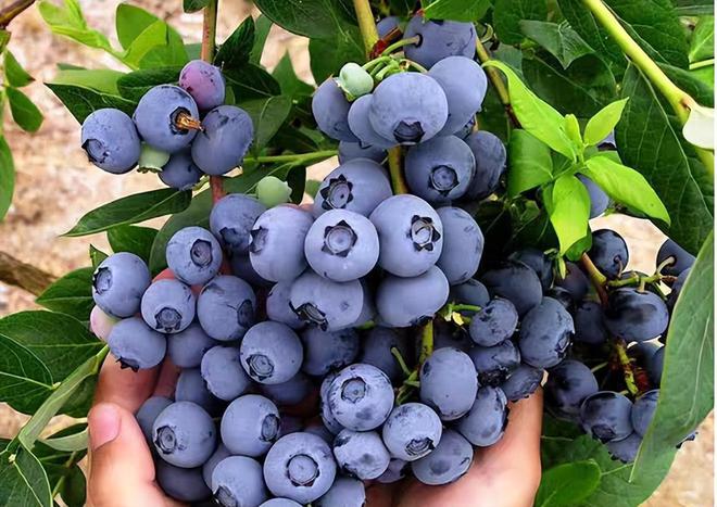 五一将至这5种“碱性水果”别错过营养高味道甜现在正当季(图6)