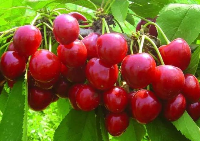 五一将至这5种“碱性水果”别错过营养高味道甜现在正当季(图5)