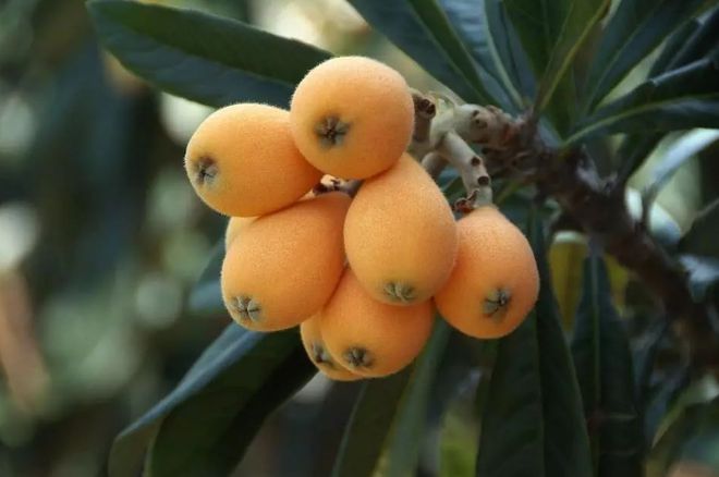 五一将至这5种“碱性水果”别错过营养高味道甜现在正当季(图10)