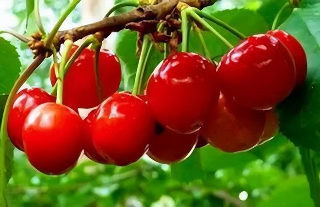 五一将至这5种“碱性水果”别错过营养高味道甜现在正当季(图4)