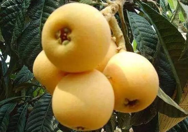 五一将至这5种“碱性水果”别错过营养高味道甜现在正当季(图12)