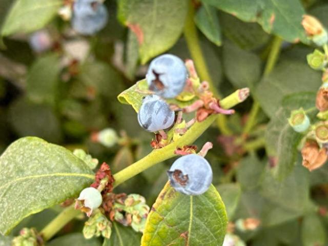 下一个国产化的“超级水果”将成为可能 云南红河千亩蓝莓盒马村
