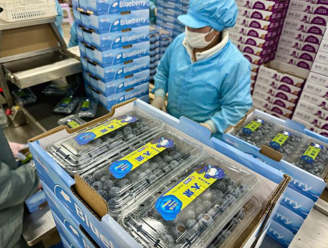 下一个国产化的“超级水果”将成为可能 云南红河千亩蓝莓盒马村落地(图2)