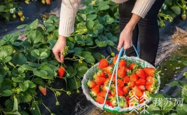 春季时令水果上市部分品种身价有点高(图2)