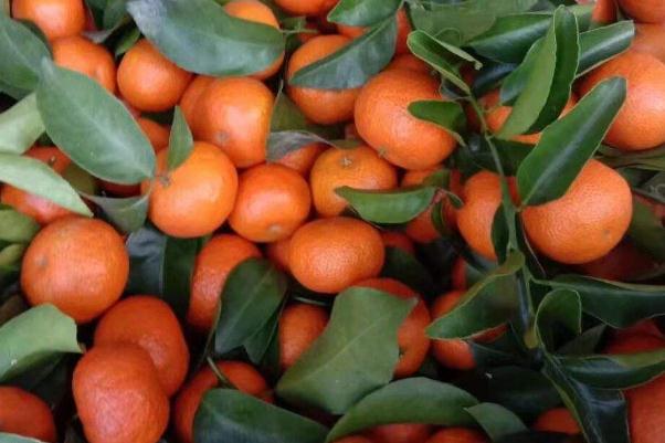 沙糖桔的营养功效与作用 沙糖桔上火还是降火(图2)