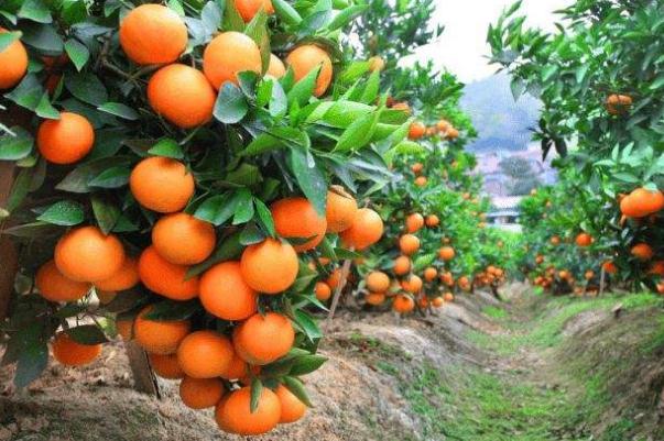 沙糖桔的营养功效与作用 沙糖桔上火还是降火(图3)