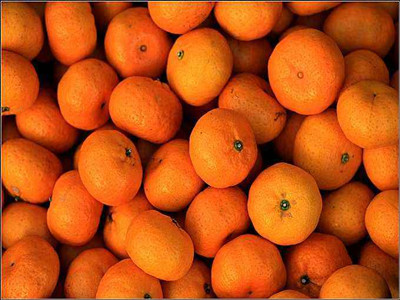 沙糖桔成致富开云中国果（图）