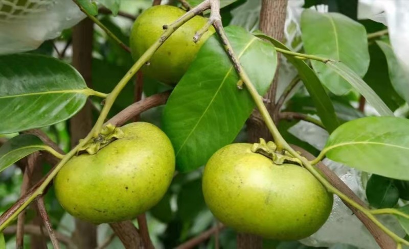 巧克力果 鲜果 水果供应