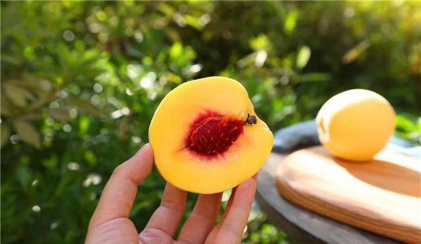 水果新鲜的难买到加工后却超好吃果肉脆爽清凉