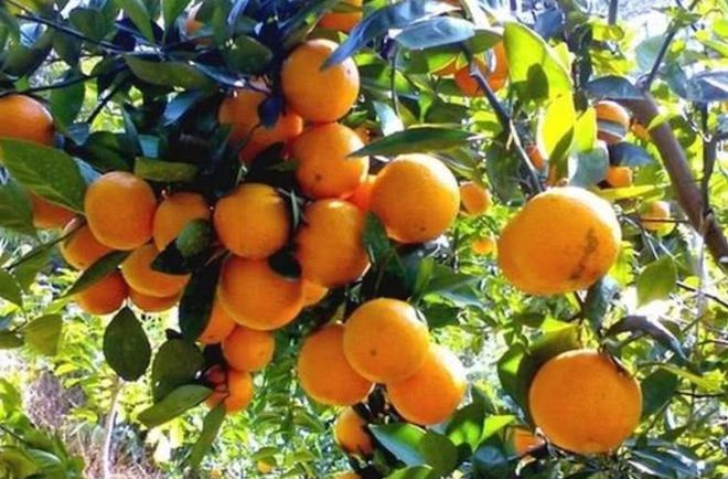 你还在买砂糖桔吗我也是刚知道别不当回事抓紧告知身边人(图2)