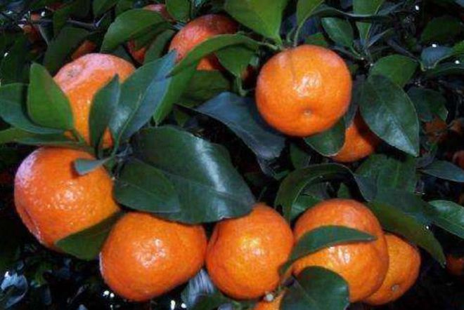 你还在买砂糖桔吗我也是刚知道别不当回事抓紧告知身边人(图3)