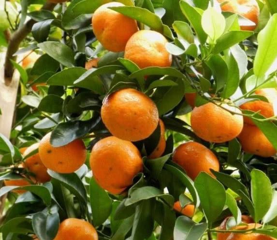 你还在买砂糖桔吗我也是刚知道别不当回事抓紧告知身边人