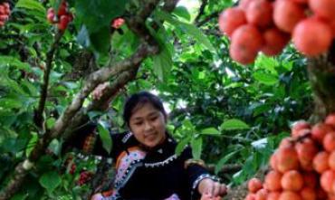 这种水果南方廉价掉地上没人“捡”北方昂贵很多都没吃过(图2)