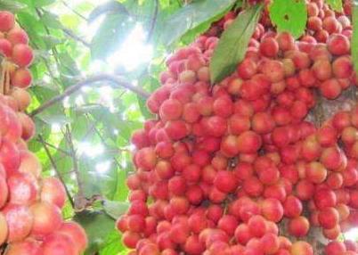 这种水果南方廉价掉地上没人“捡”北方昂贵很多都没吃过