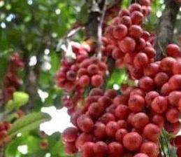 这种水果南方廉价掉地上没人“捡”北方昂贵很多都没吃过(图3)